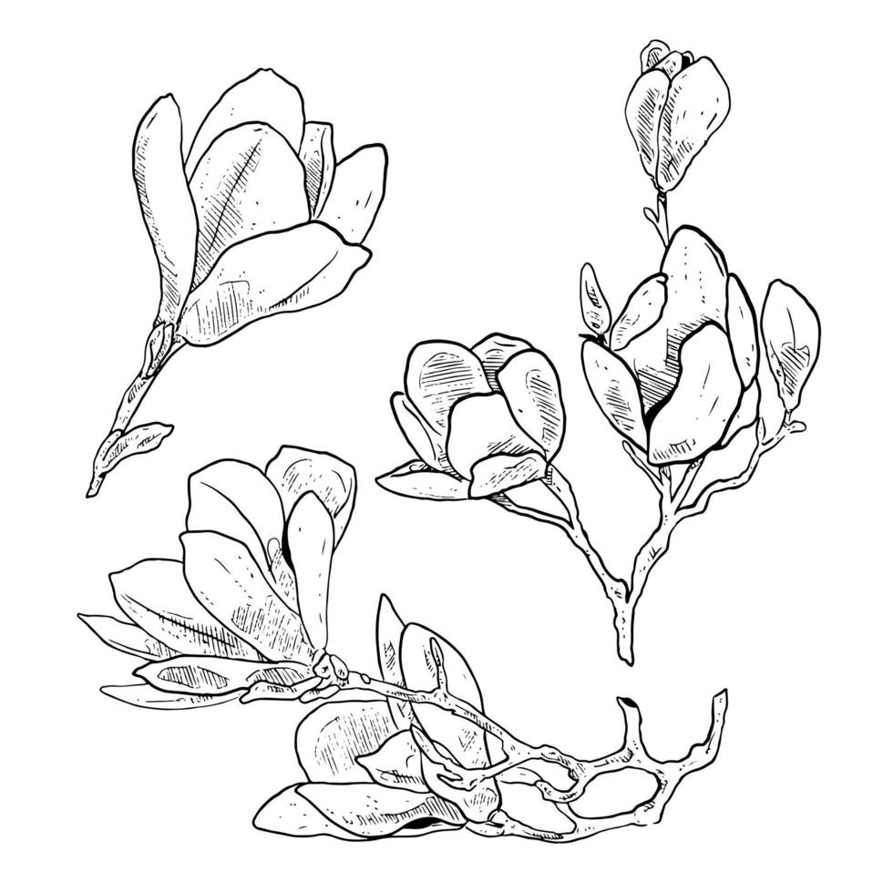 set of sketch and hand drawn botanical flower magnolia vector