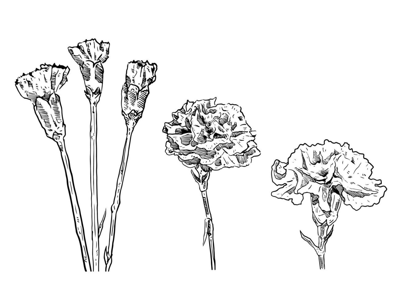 conjunto de bocetos y elementos dibujados a mano conjunto de colección de claveles de flores vector