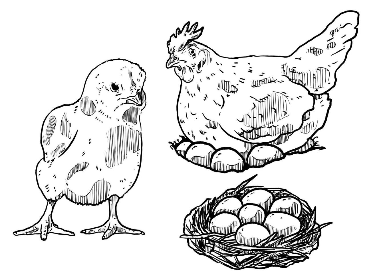 set of sketch and hand drawn chicken hen chick and egg element collection vector