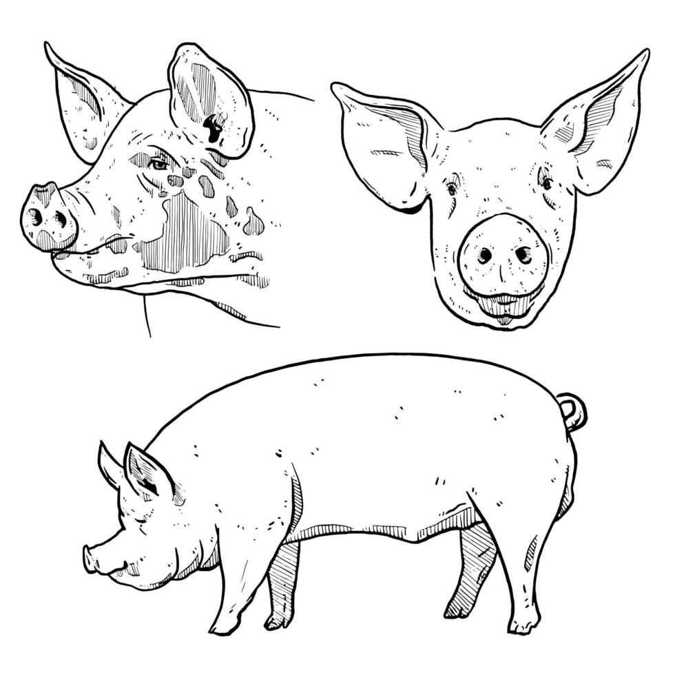 conjunto de bocetos y animales de granja y cerdos dibujados a mano vector