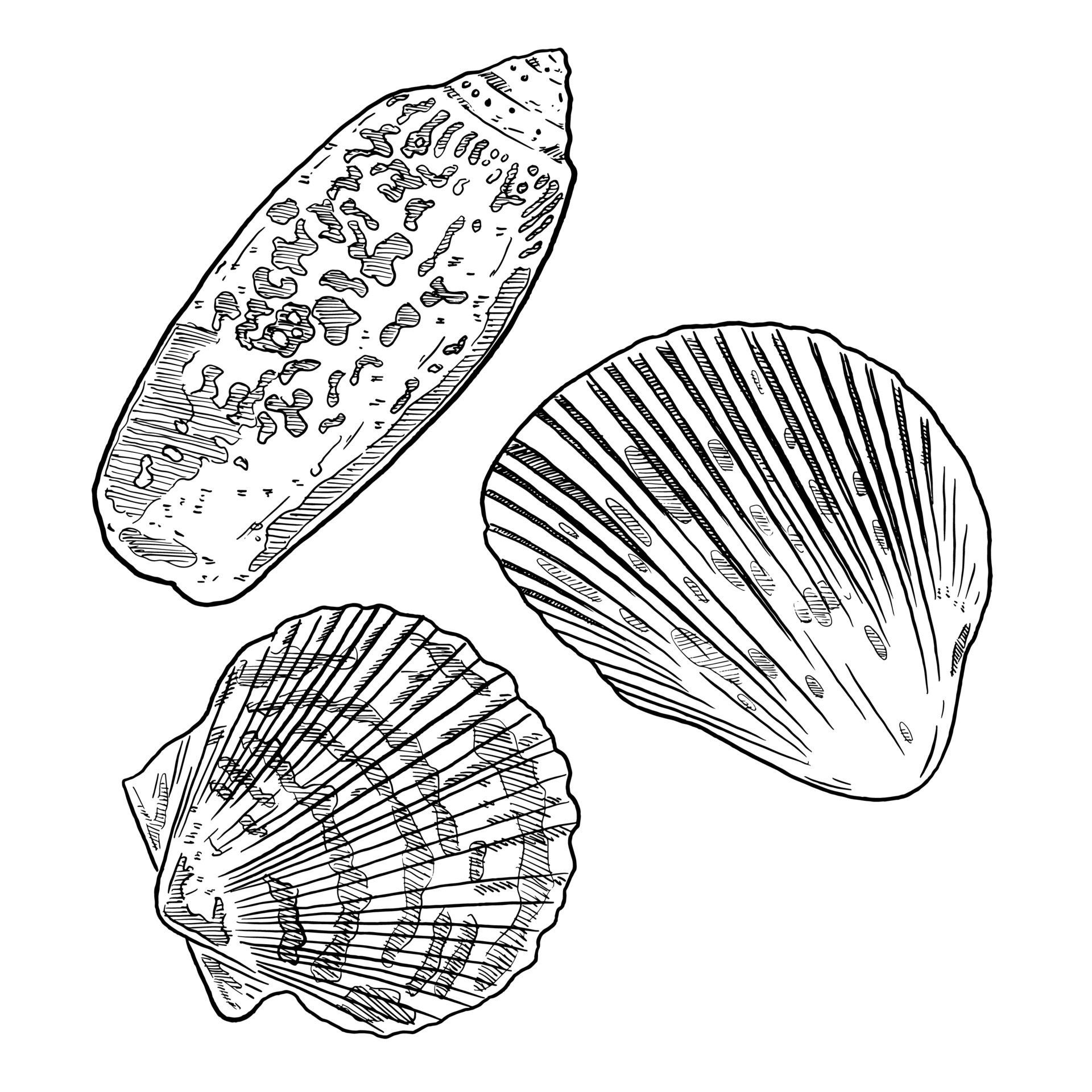 Set Of Sketch And Hand Drawn Element Ocean Shellfish Collection Set Set Of Sketch And Hand Drawn Element Ocean Shellfish Collection Set Vector