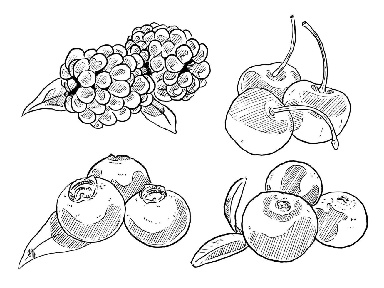 set of sketch and hand drawn fruit and berry cherry blackberry blueberry cranberry vector