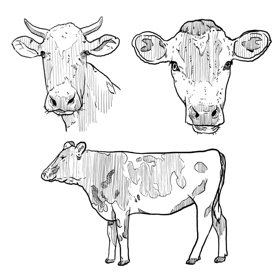 conjunto de bocetos y granjas de animales dibujadas a mano y vacas vector