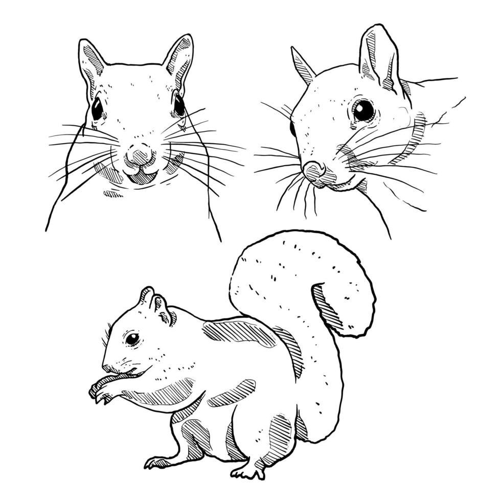 set of sketch and hand drawn winter animal element squirrel vector
