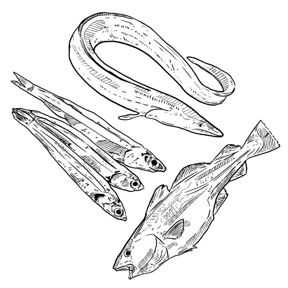 set of sketch and hand drawn seafood element codfish eel and anchovy vector