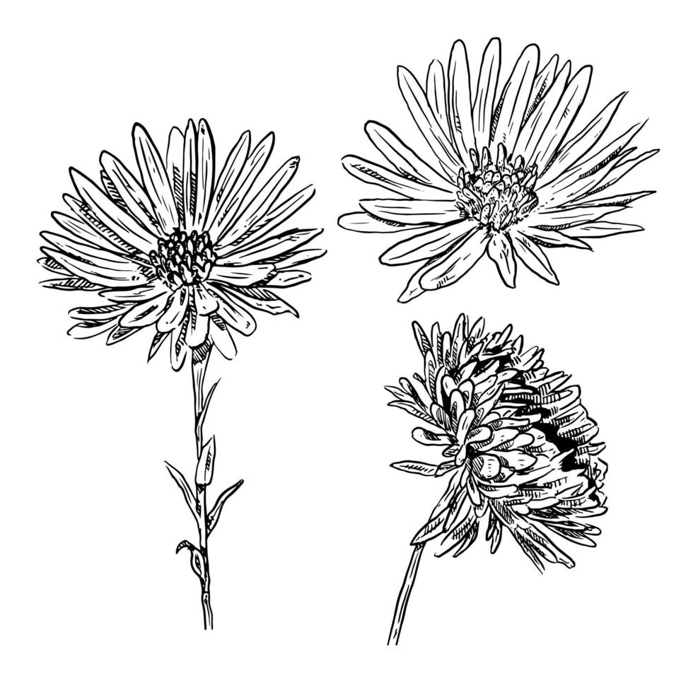 set of sketch and hand drawn element aster flower collection set vector