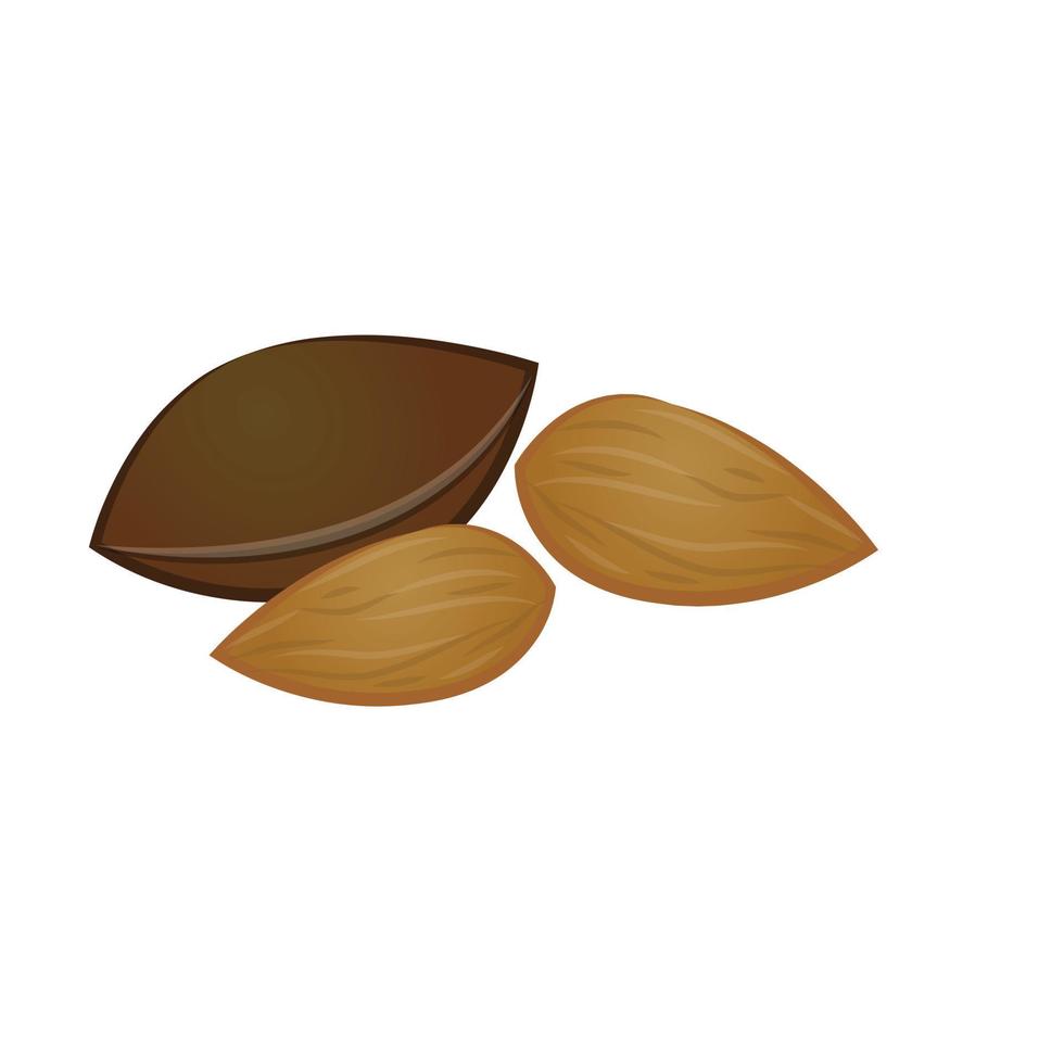 Peach seed icon cartoon vector. Apricot fruit vector