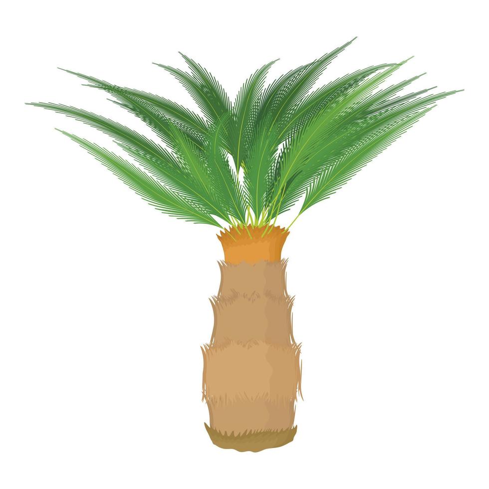 Cycas palm icon, cartoon style vector