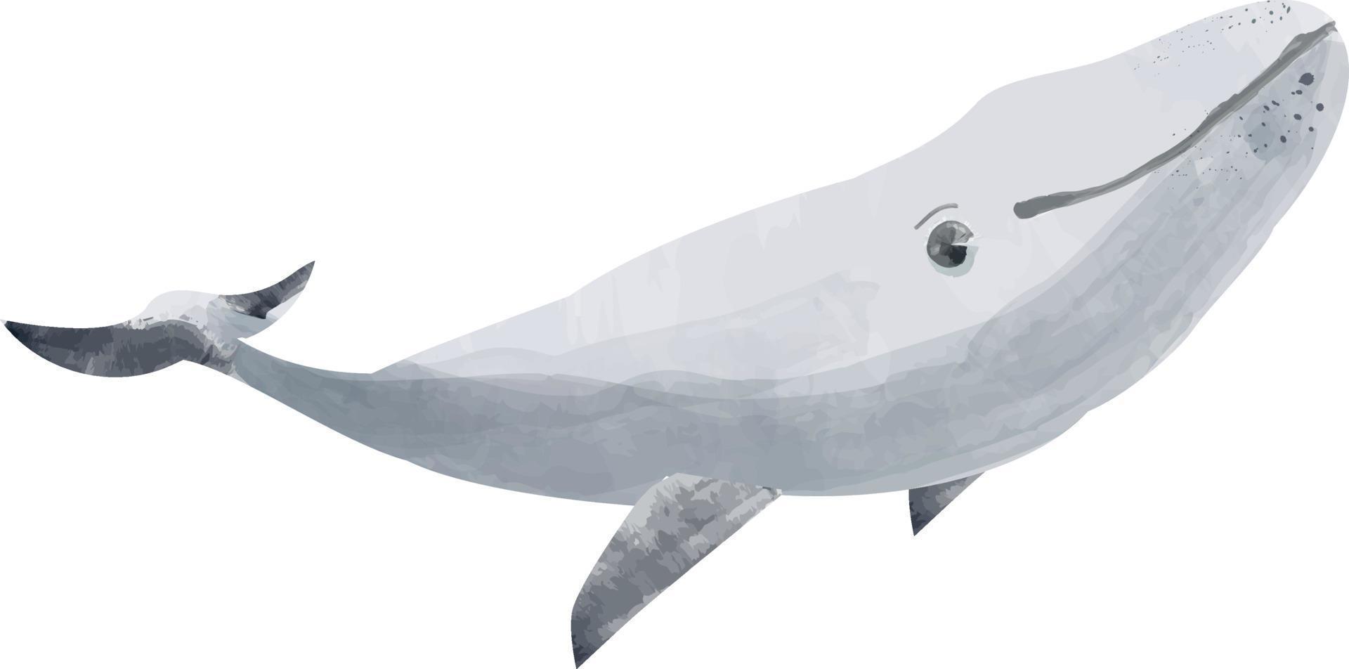 whale watercolor style vector