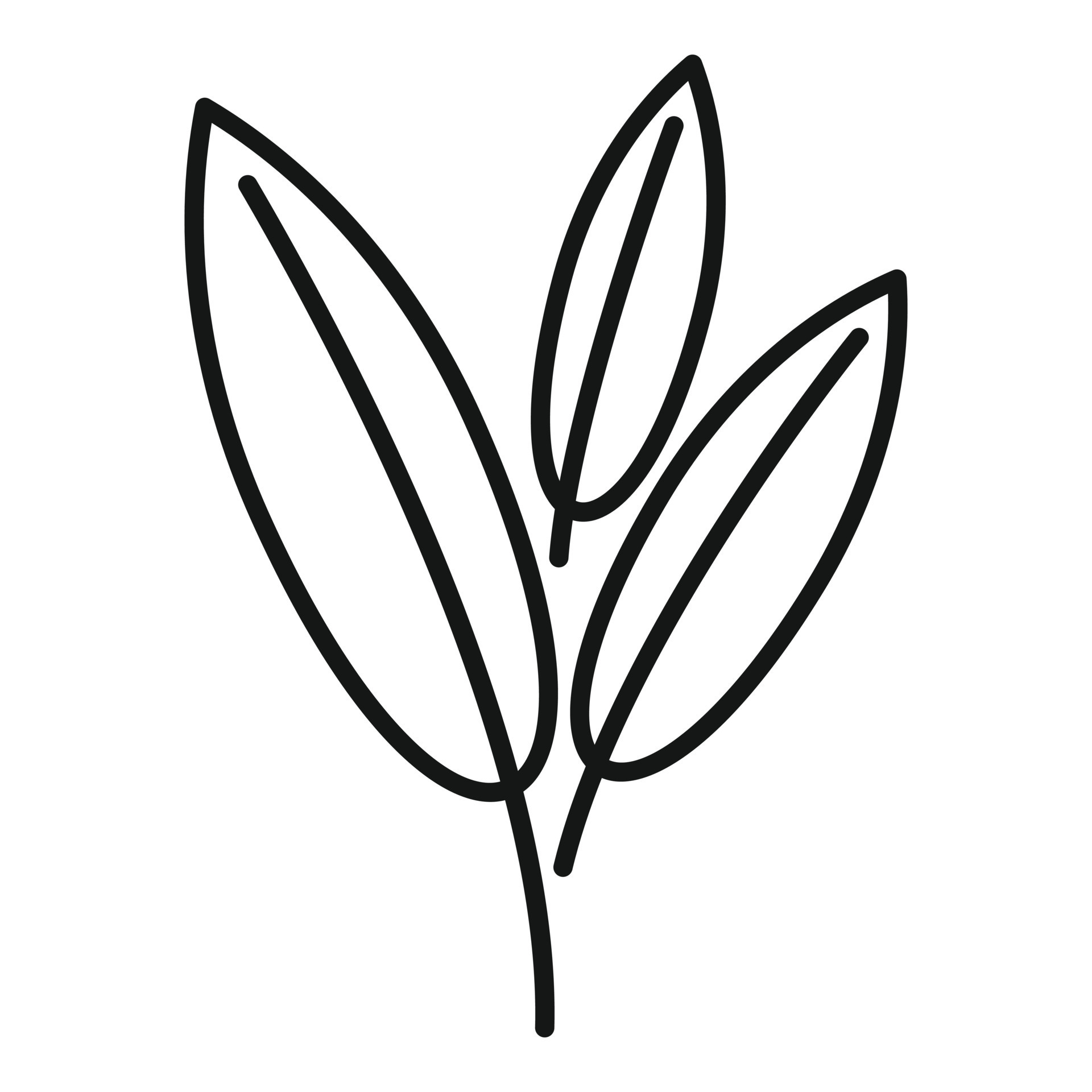 Sage herb icon outline vector. Smudge mint 14865033 Vector Art at Vecteezy