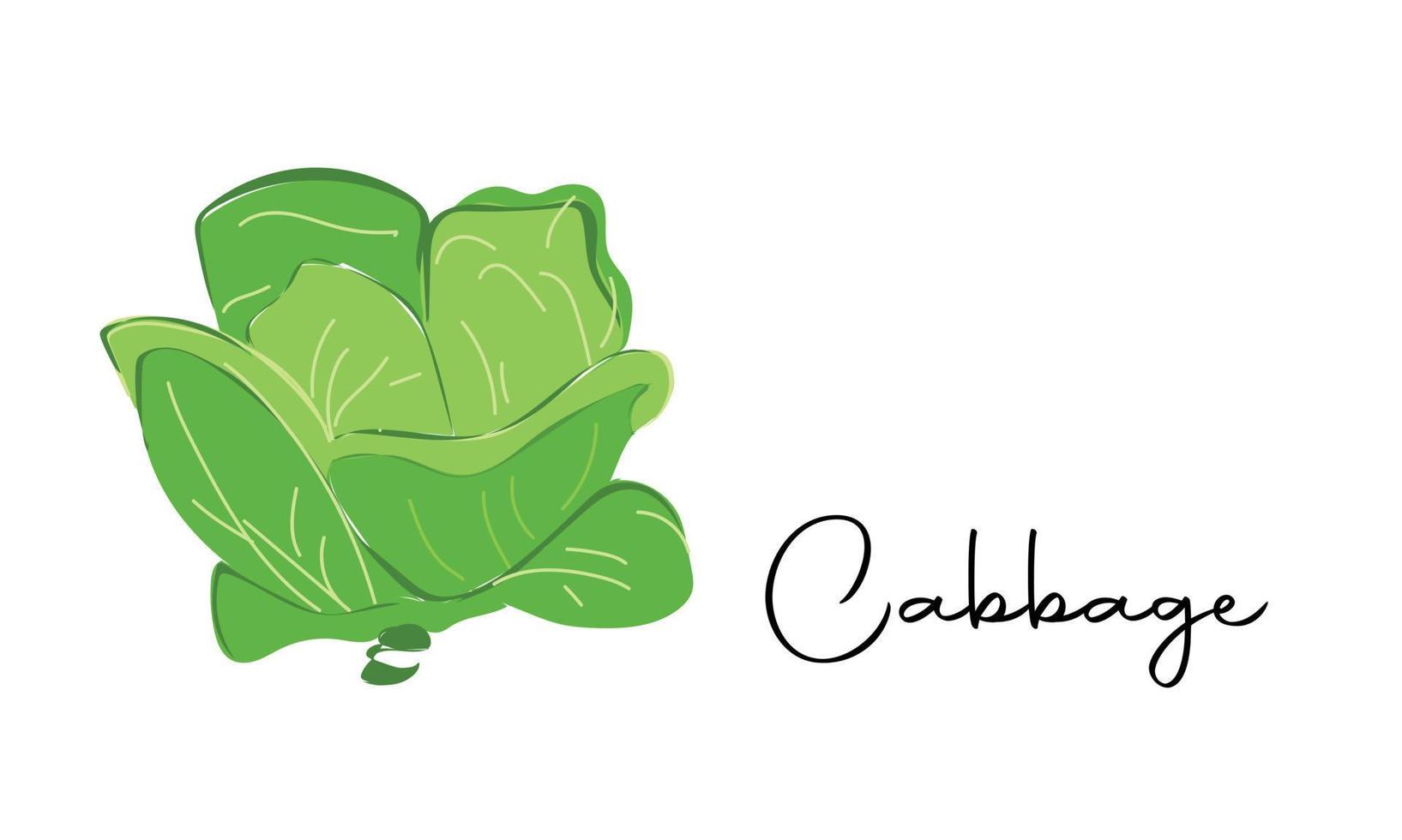 Cabbage with big bright green leaves. Fresh and healthy food. Vegetarian nutrition. Organic ingredient for salad. Flat vector icon