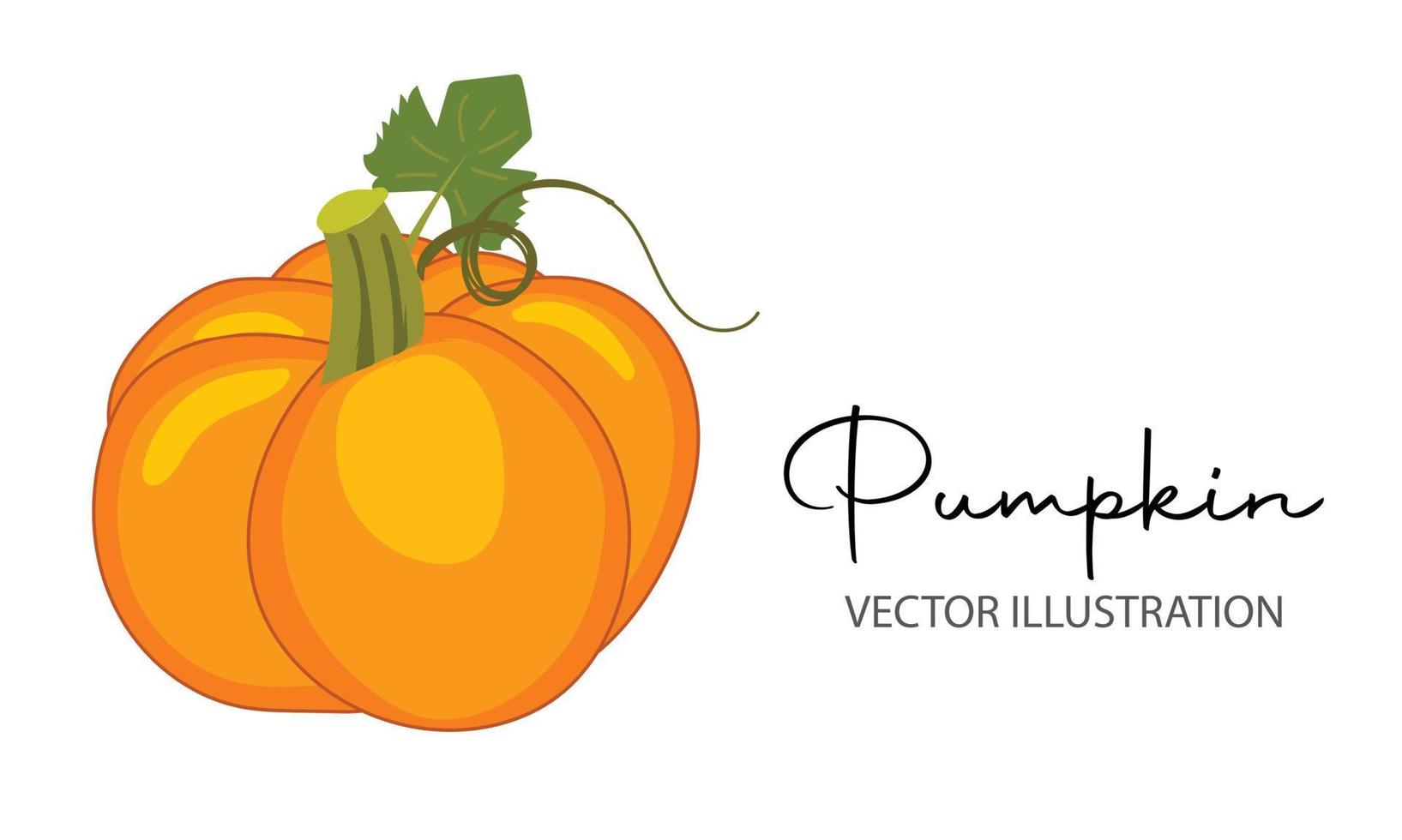 calabaza naranja aislada sobre fondo blanco. ilustración vectorial para calabaza, pila, grupo, acción de gracias, fondo, vector, comida, aislado, naturaleza, halloween, ilustración, blanco, otoño, jardín. vector