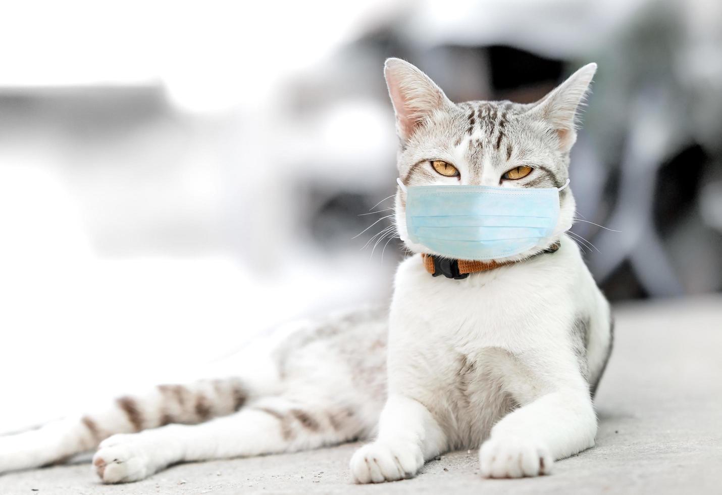 Cat in a medical mask. Protective antiviral mask on the cats face, Protective face mask for animals. COVID-19, Coronovirus,Campaign against COVID-19 photo