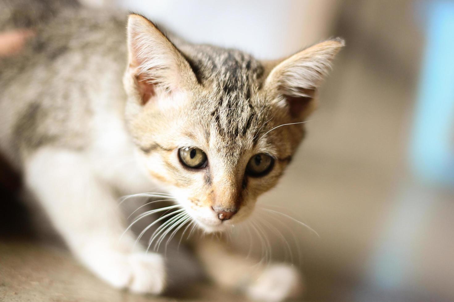 Close up of cute kitten about one year old. Beautiful eyes and hair. pet care mammal photo