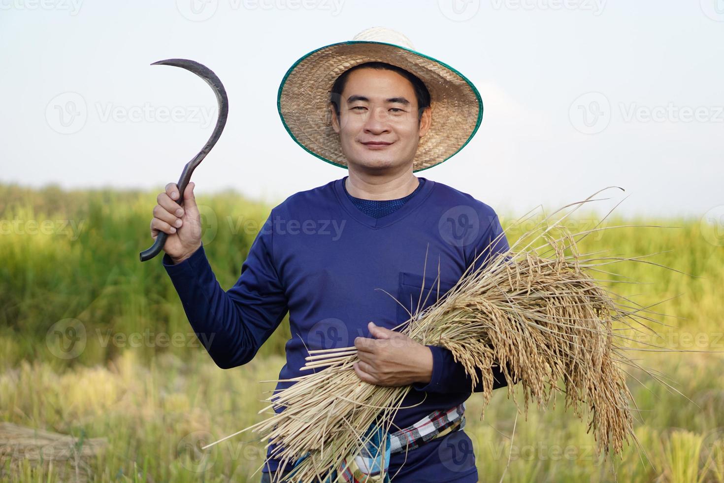 apuesto agricultor asiático usa sombrero, sostiene hoz y plantas de arroz cosechadas en el campo de arroz. concepto, ocupación agrícola, agricultor cultiva arroz orgánico. foto