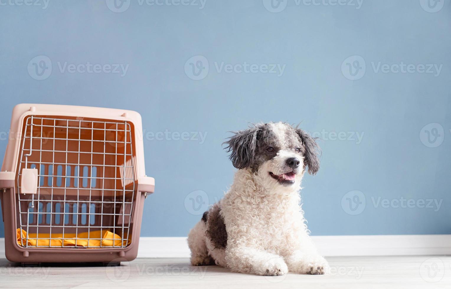 Cute bichon frise dog sitting by travel pet carrier, blue wall background photo