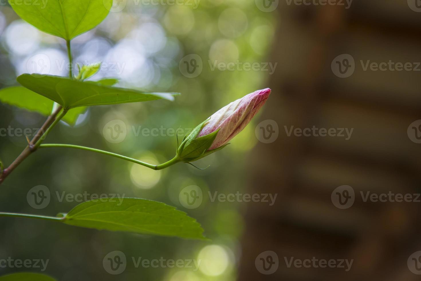 hibiscus Flower  bud on the garden tree photo