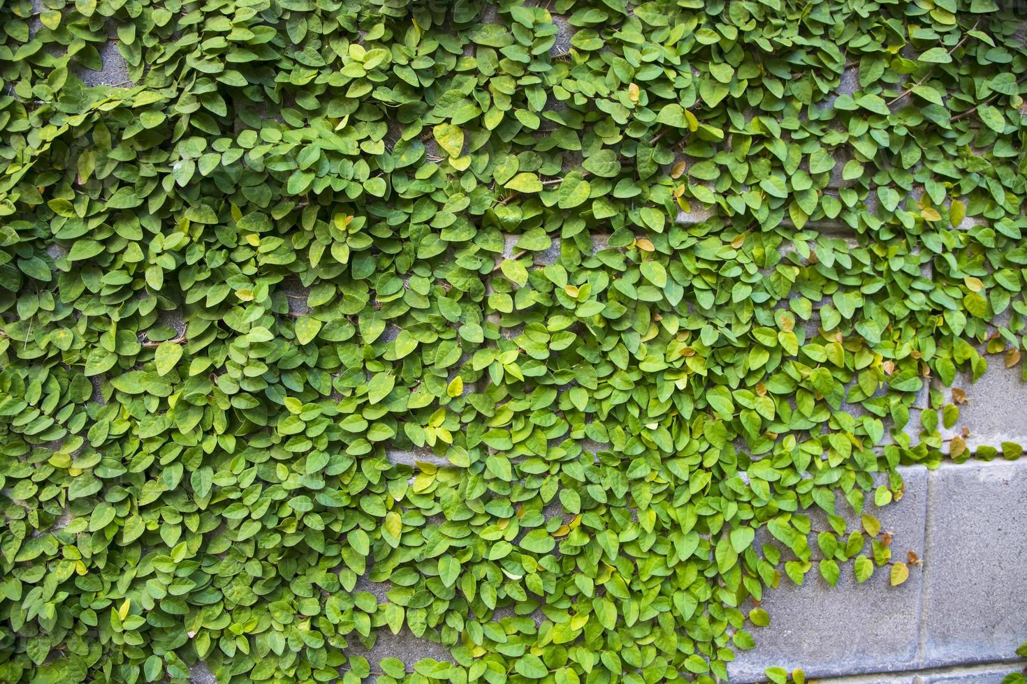 The detail of green climbing plants on a wall  may be used as a texture concept background wallpaper photo