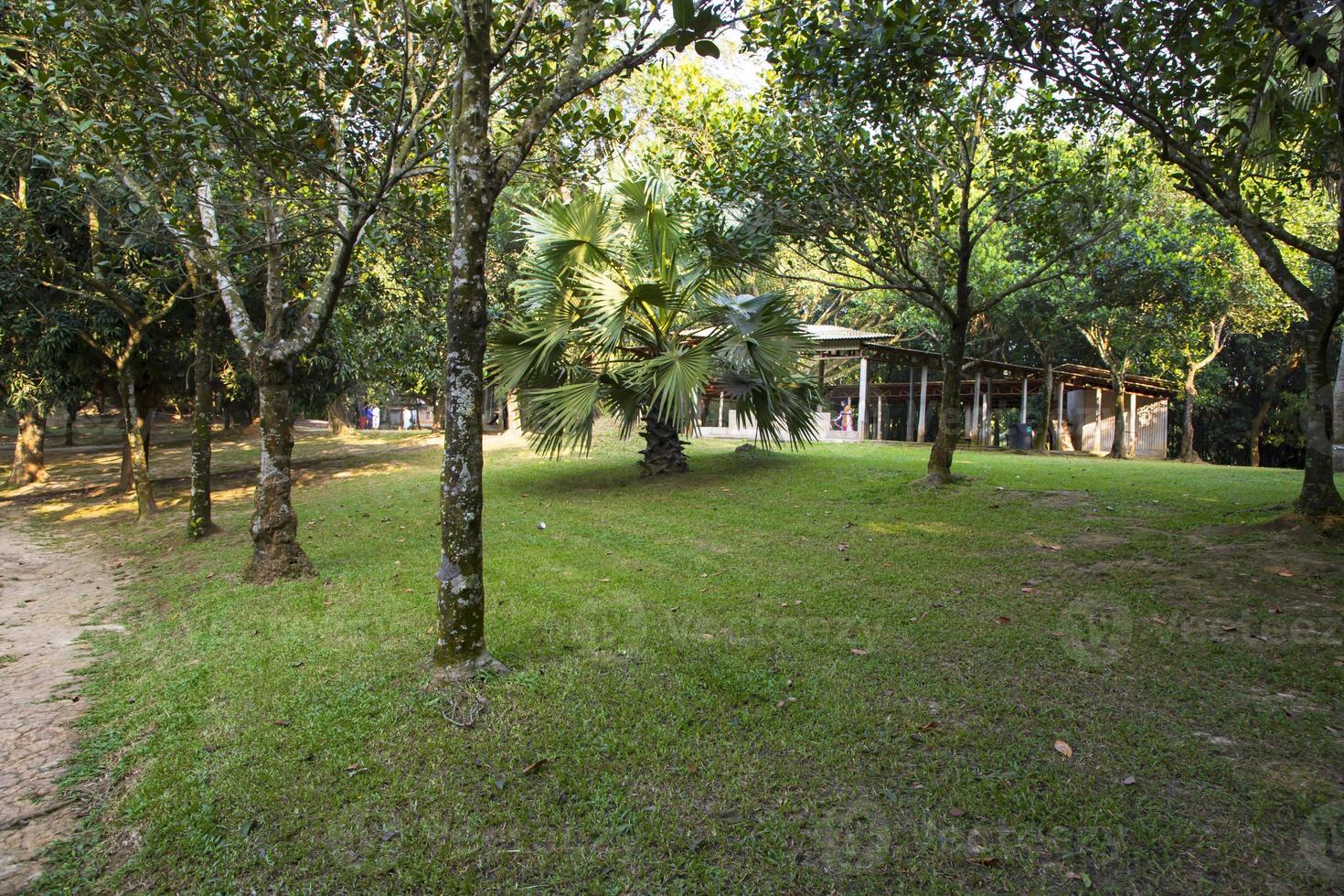 Green Field with trees in the park landscape view photo