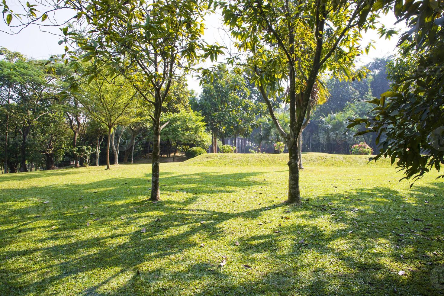 Green Field with trees in the park landscape view photo