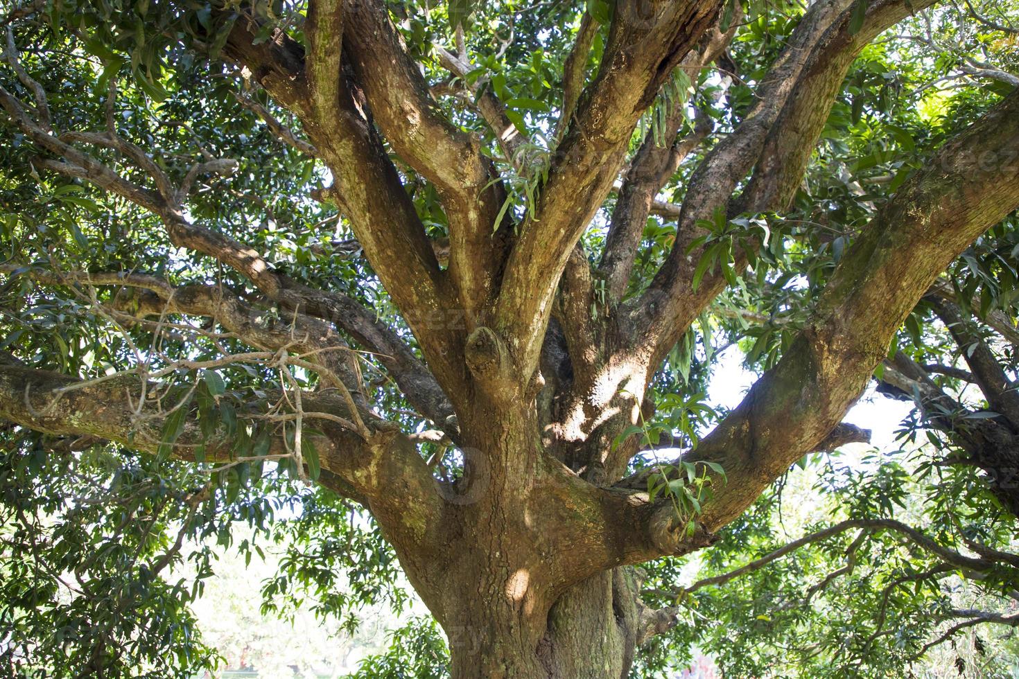 Natural Landscape view texture of Old Mango Tree Brach in the Park photo