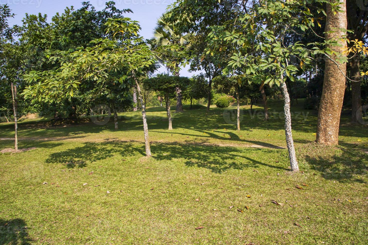 campo verde con árboles en la vista del paisaje del parque foto