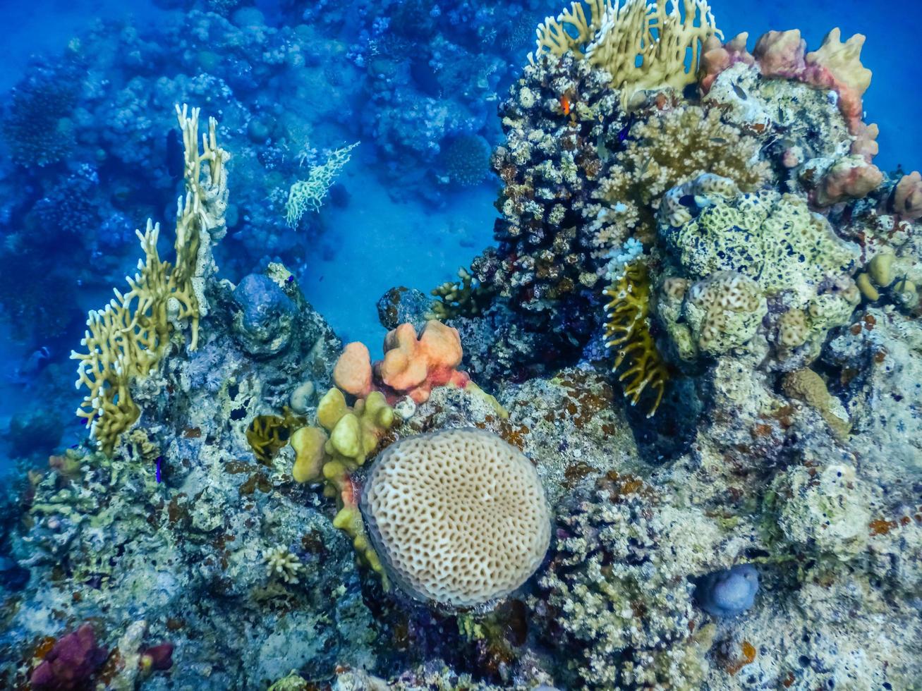 asombrosos corales en el mar rojo mientras buceaba en egipto foto