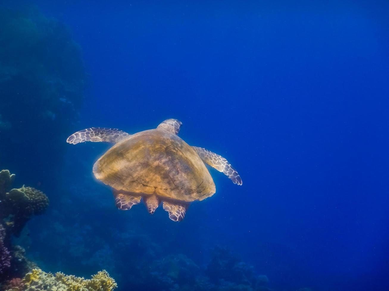 green sea turtle hovering in deep blue water view from behind photo