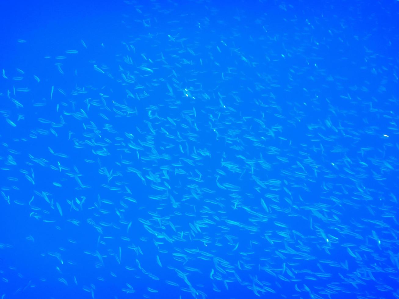 thousands of little fishes in deep blue water while diving photo