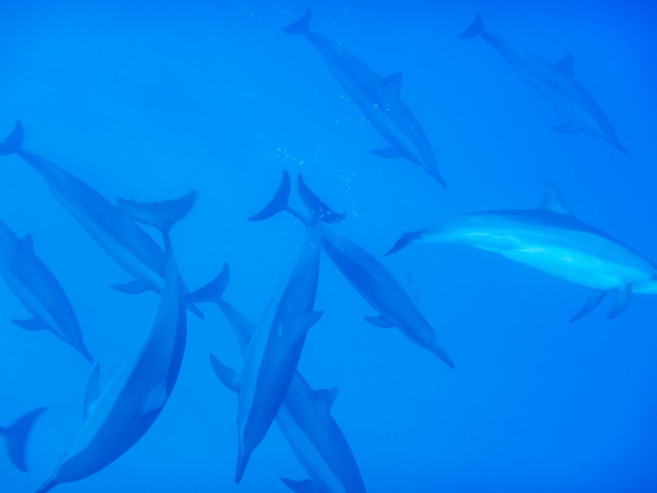 los delfines juegan y se sumergen en las profundidades del agua azul foto