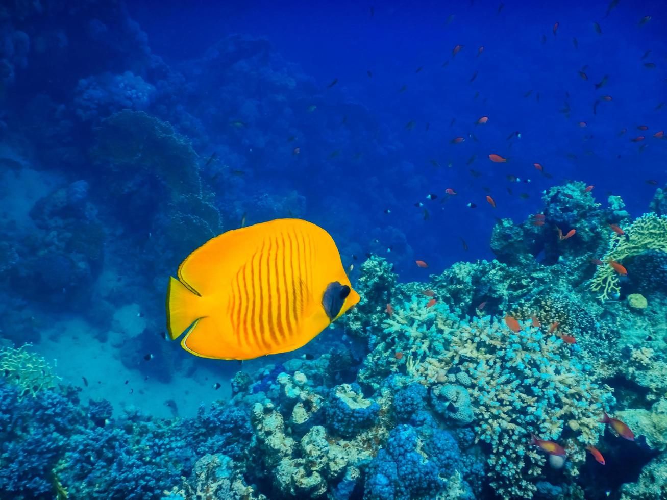 yellow mask butterfly fish swimming in deep blue water photo