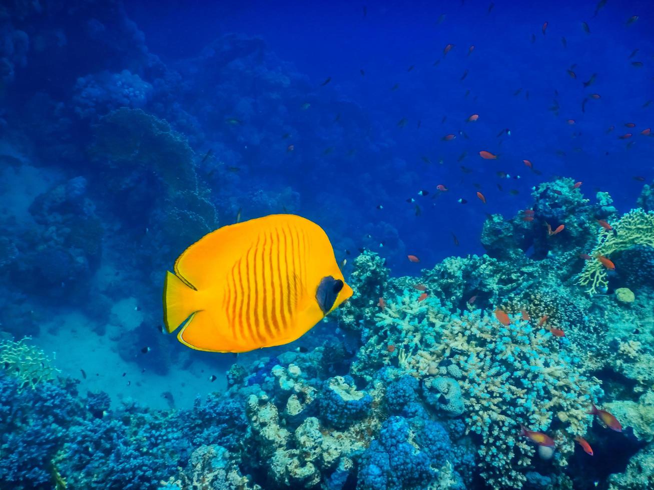 yellow mask butterfly fish swimming in deep blue water photo