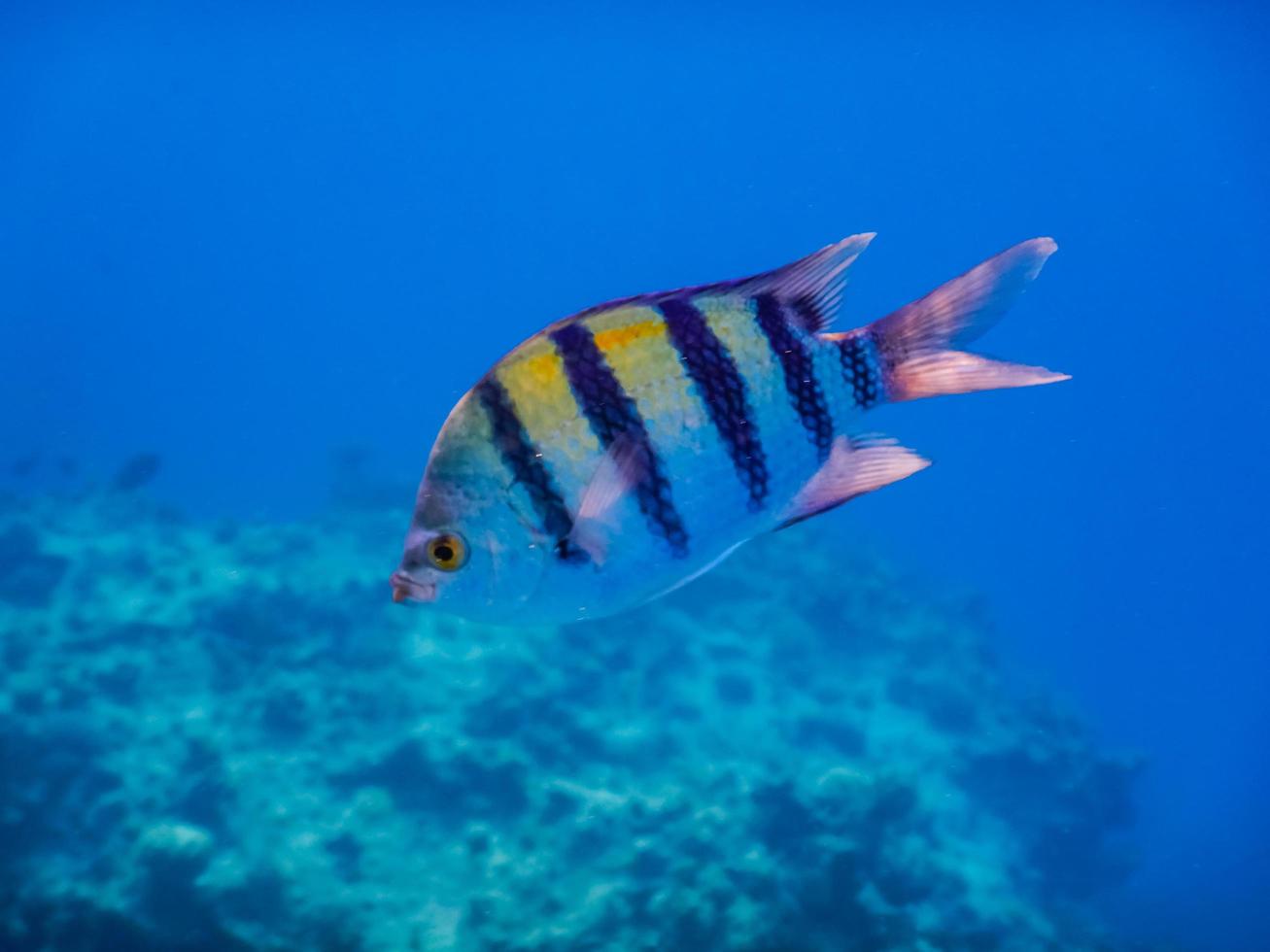 indopazific sergeant fish portrati view in deep blue water photo