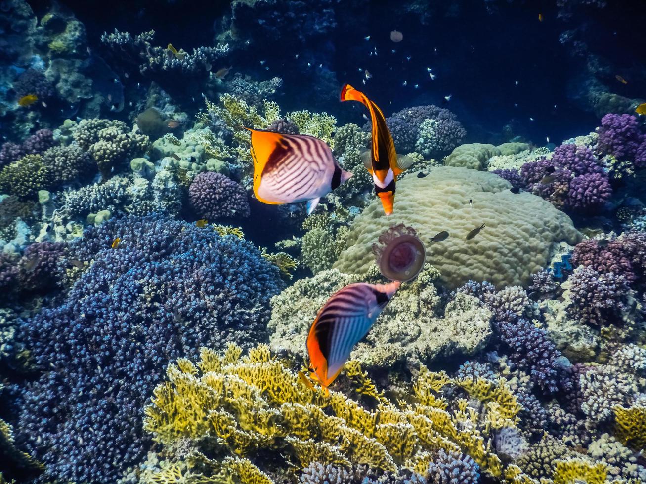 tres peces coloridos comen una medusa cerca de maravillosos corales mientras bucean foto