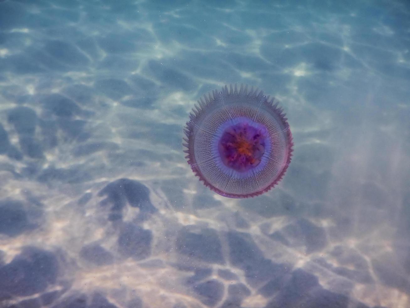 medusa lila en agua clara mientras bucea foto