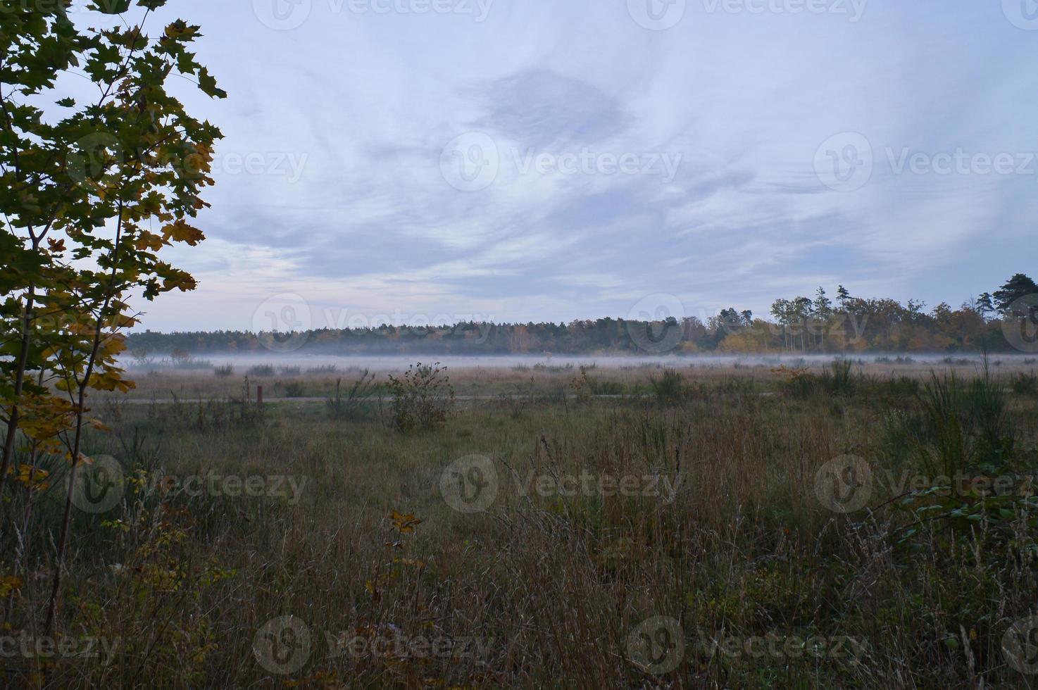 Fore land with fog on grass and heather in Denmark, in front of dunes. Mystical mood photo