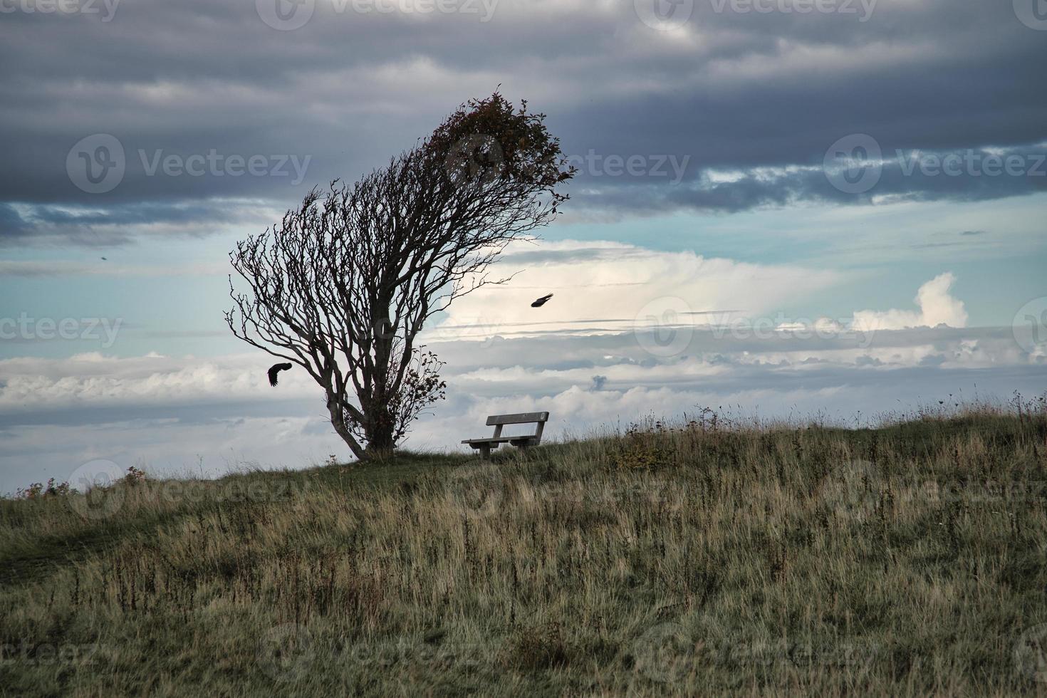 Tree bent by wind, with bench on cliff by sea. View in Denmark on the Kattegatt photo