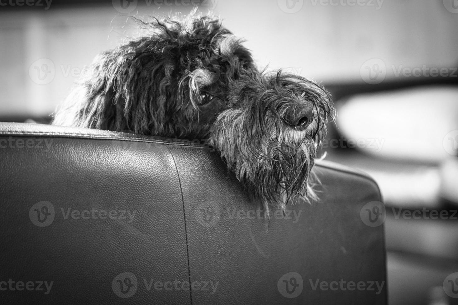 Goldendoodle lying relaxed on armchair shot in black and white. Family dog chilling photo