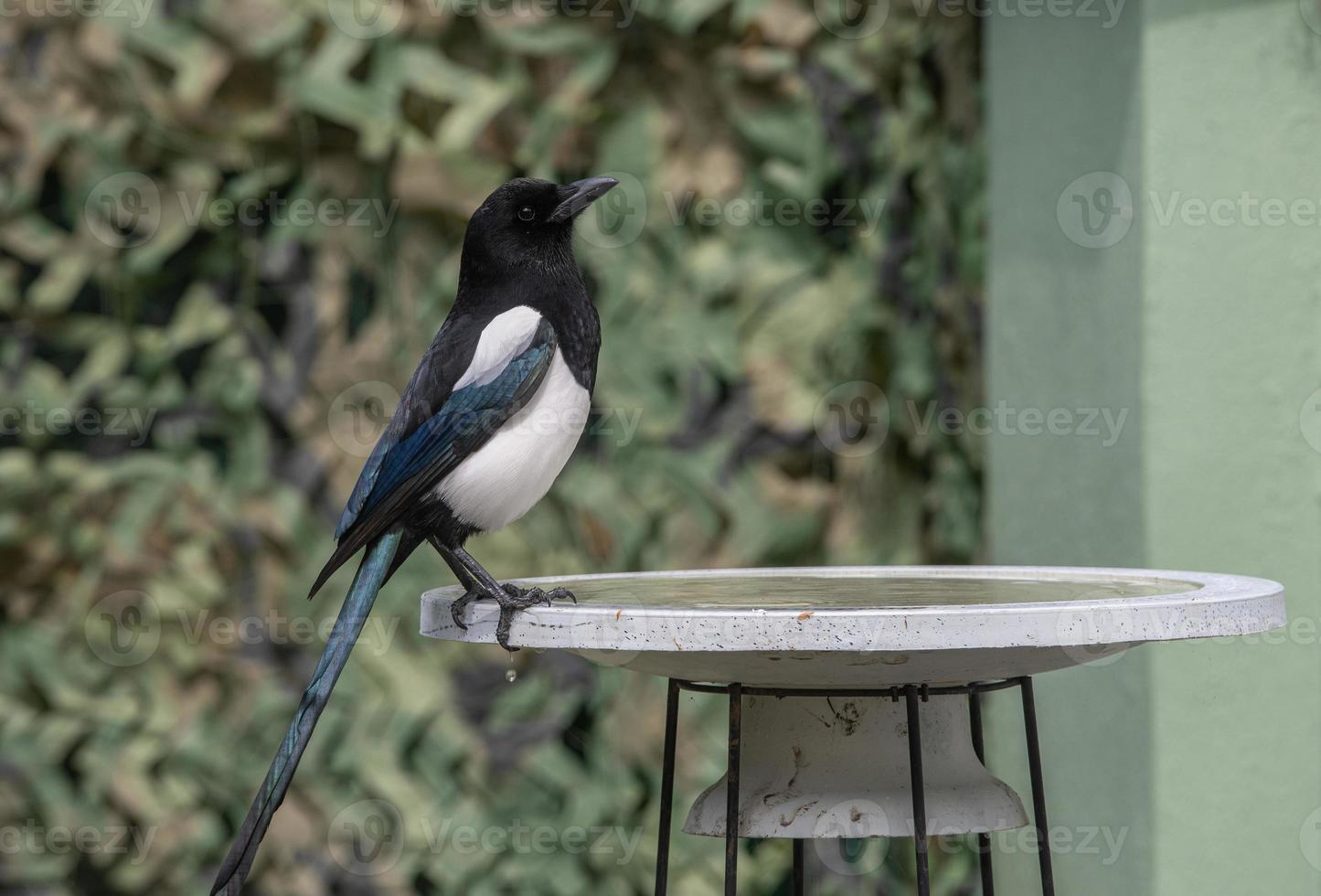 Urraca de pie en baño de pájaros. foto