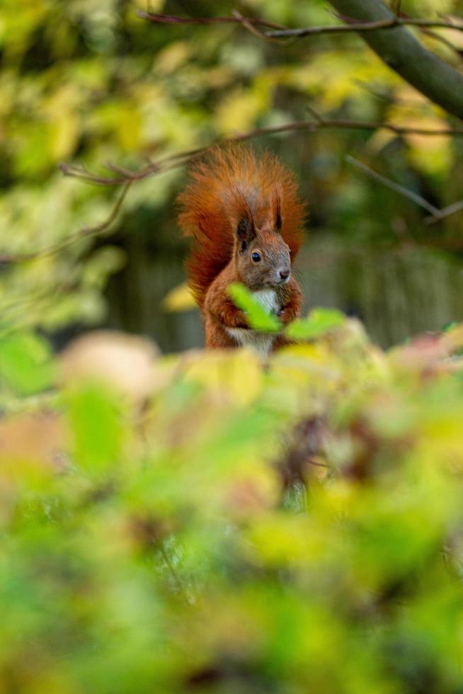 Red squirrel posing photo