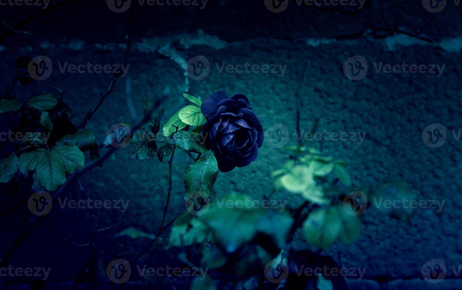 Dark vintage rose photo