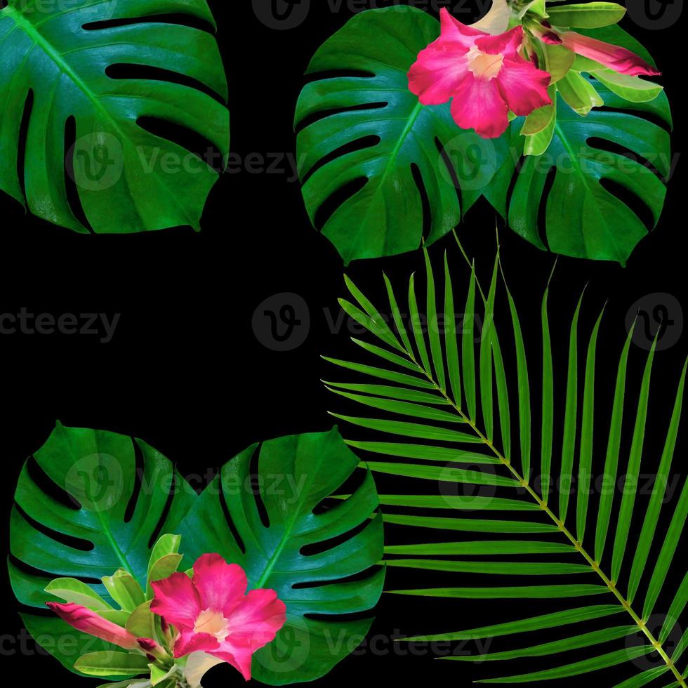 Green monstera leaves pattern for nature concept,tropical leaf textured background photo