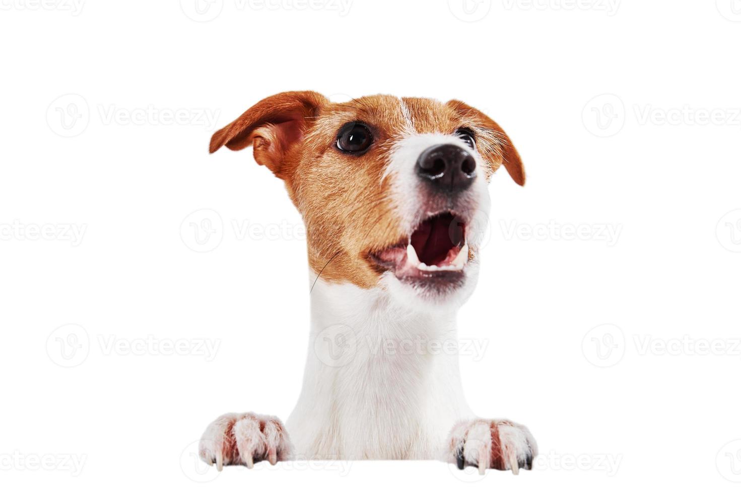 Dog head with paws isolated on white photo