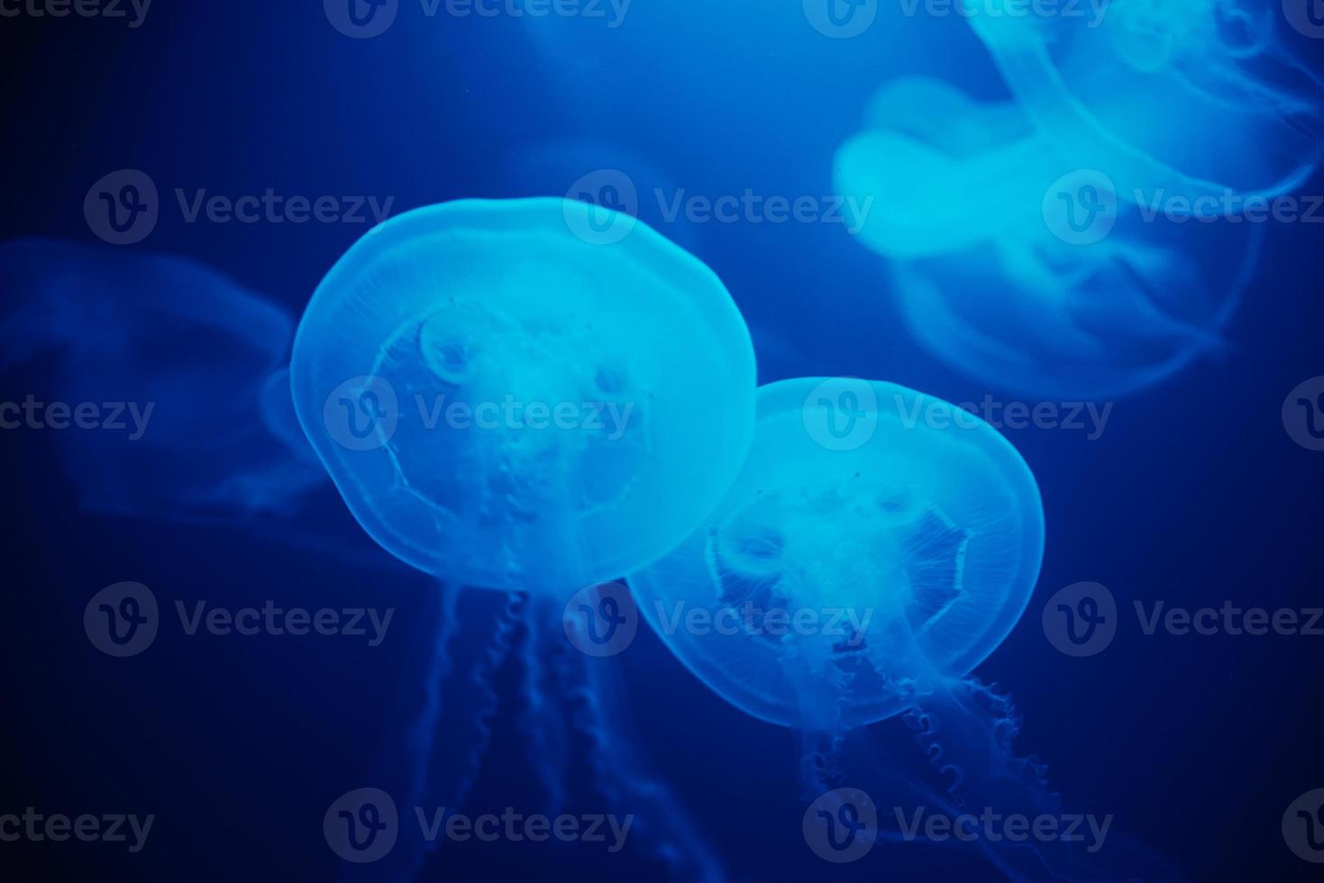 Jellyfish swims under water in aquarium photo