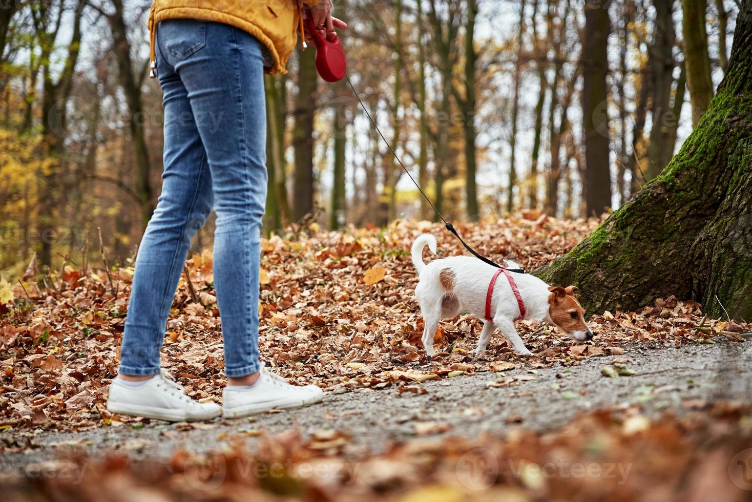 Woman with dog walk in autumn park photo