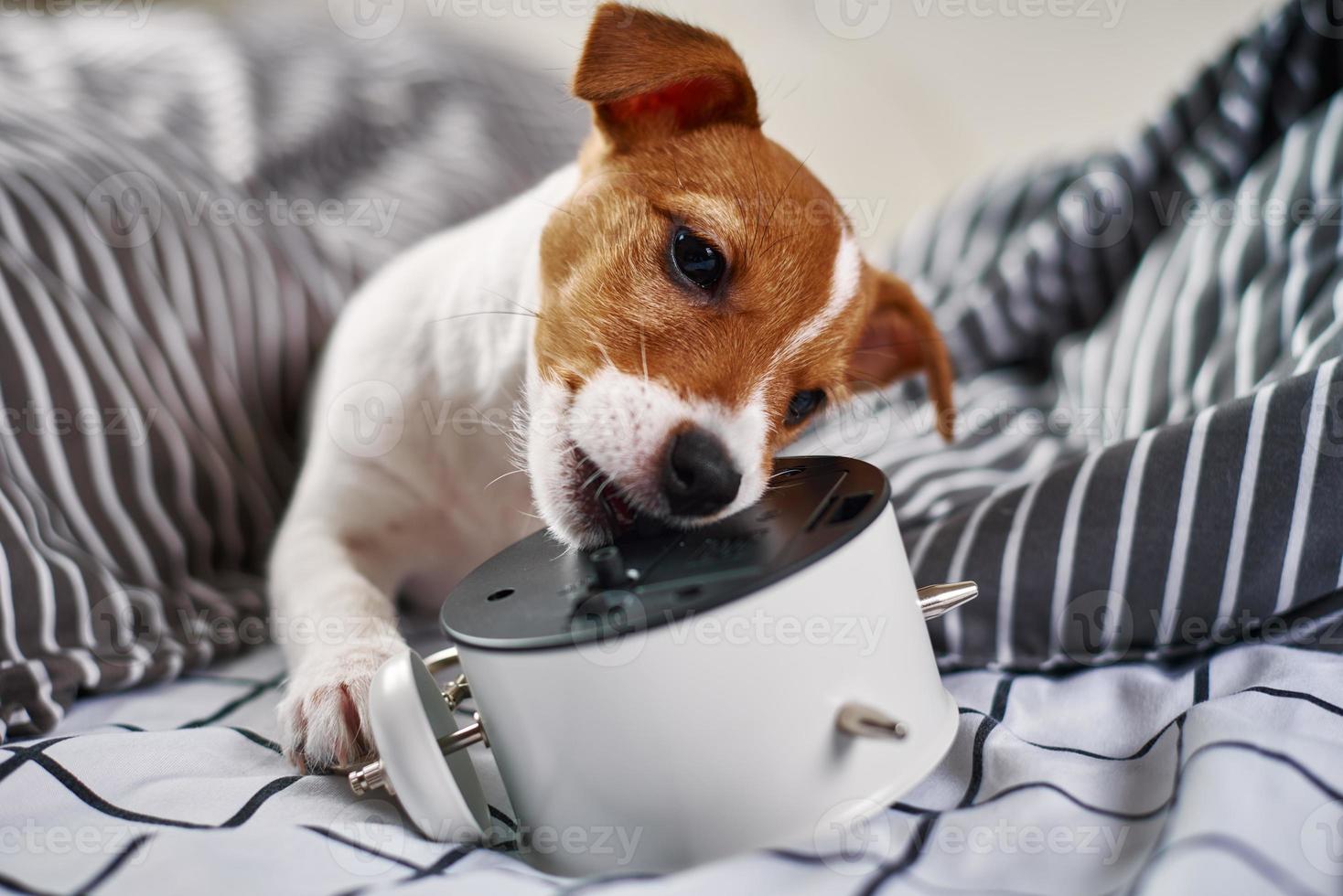 Jack russell terrier dog nibbles vintage alarm clock in the bed