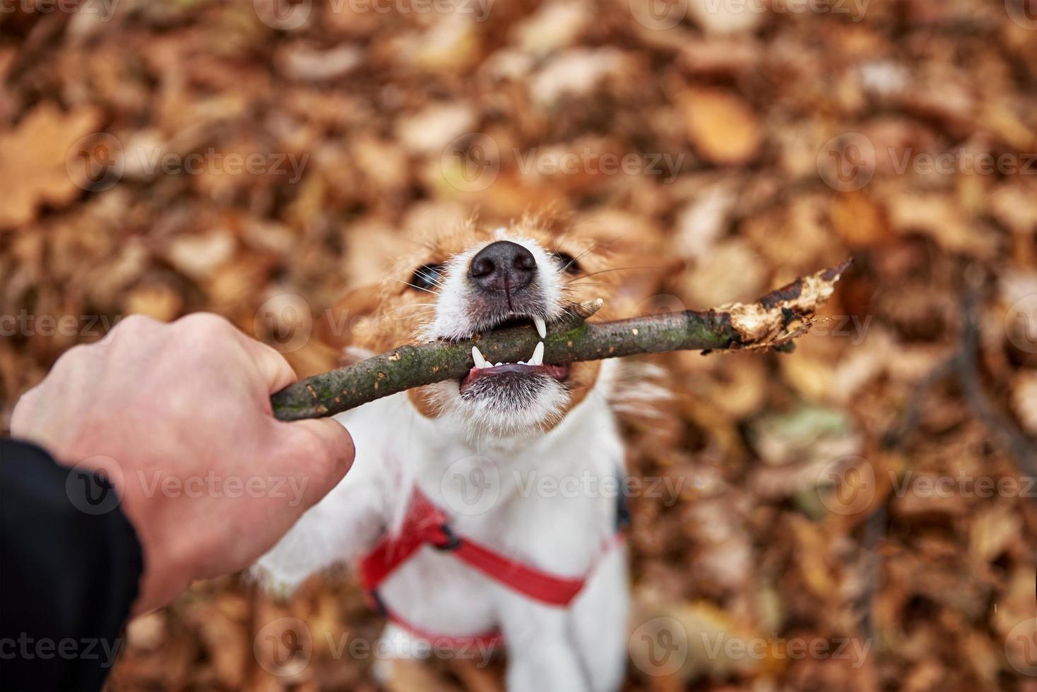 perro juega con una rama en el bosque de otoño foto