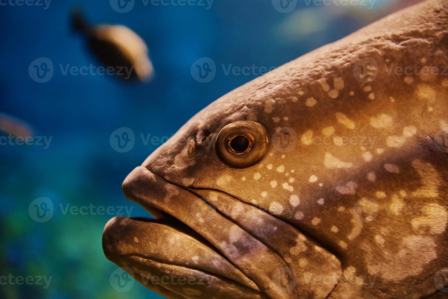 Grouper sea fishe in aquarium, sea life photo