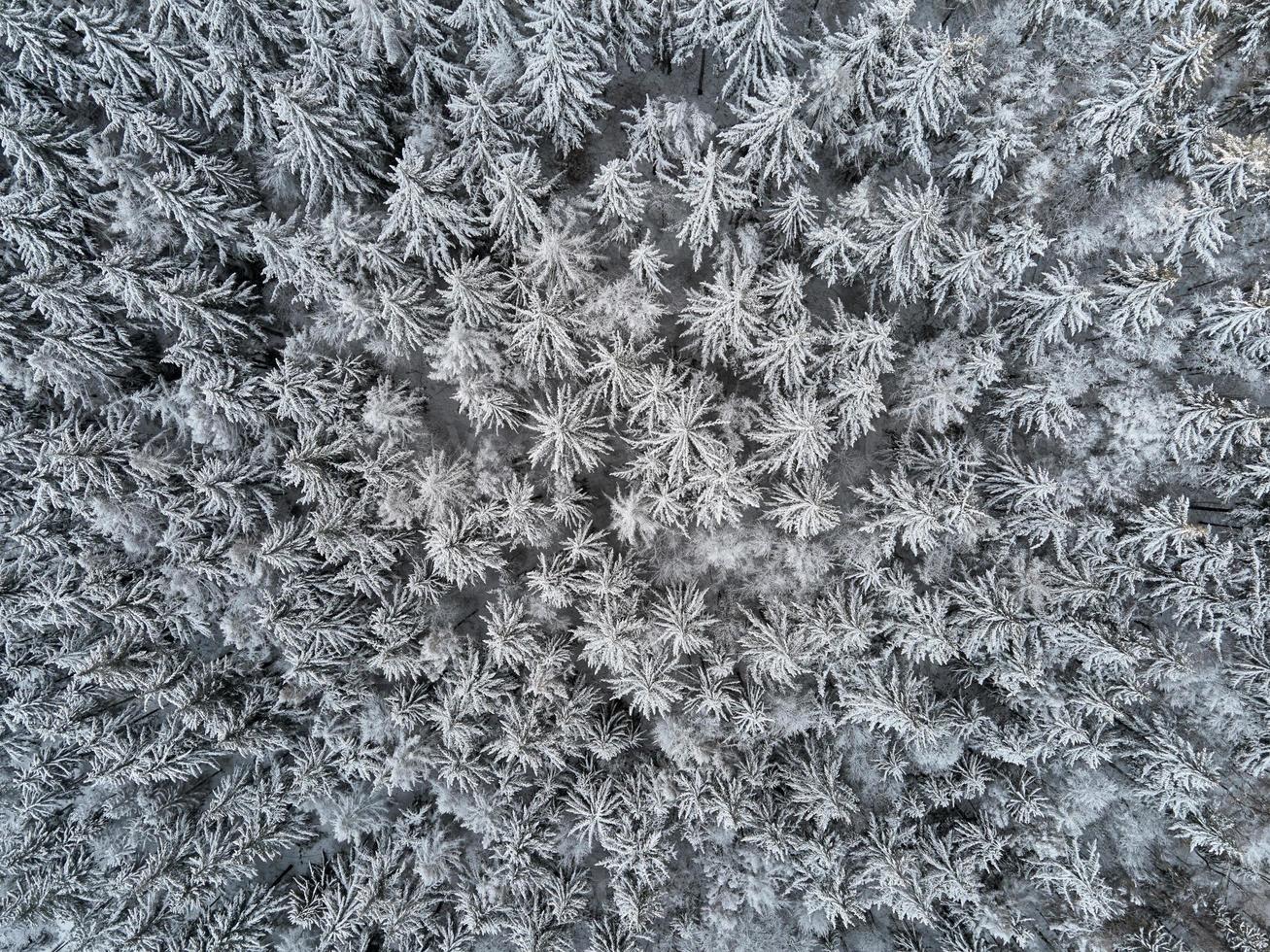 Beautiful winter forest with snowy trees, aerial view photo