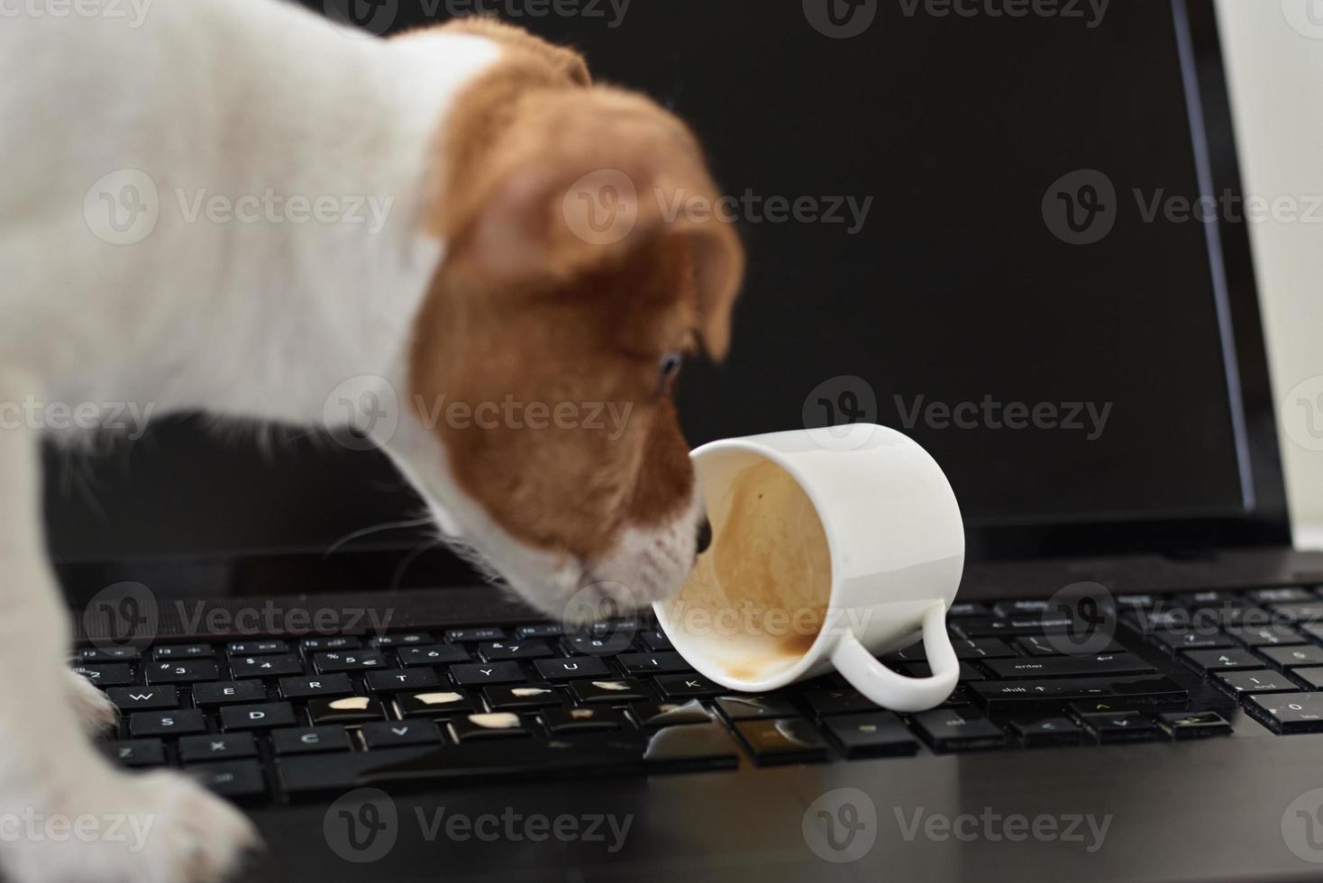 Dog spilled coffee on the computer laptop keyboard. Damage property from pet photo